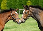 Two fillies sired by Frankel, out of Arrive and Hurry Home Hillary, at Banstead Manor Stud.