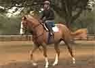Video: Curlin's Two-Year-Olds in Action Video: Curlin's Two-Year-Olds in Action