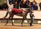 95% Clearance Rate on Day 2 at Tattersalls 95% Clearance Rate on Day 2 at Tattersalls