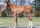 First Frankel Foal to be Offered in Japan First Frankel Foal to be Offered in Japan