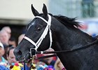 Cairo Prince
<br><a target="blank" href="http://photos.bloodhorse.com/AtTheRaces-1/At-the-Races-2014/i-TTfBvZj">Order This Photo</a>