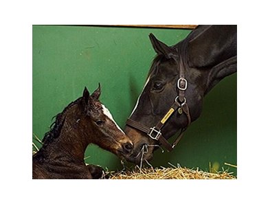 Zenyatta with her new filly by War Front.