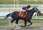 Cairo Prince <br><a target="blank" href="http://photos.bloodhorse.com/AtTheRaces-1/At-the-Races-2014/35724761_2vdnSX#!i=3041742485&k=QpS2kbP">Order This Photo</a>