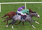 The Grey Gatsby gets by Australia to take the Irish Champion Stakes.<br><a target="blank" href="http://photos.bloodhorse.com/AtTheRaces-1/At-the-Races-2014/i-bVTJBjz">Order This Photo</a>