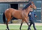Lot 233, a War Front filly, sold for 270,000 guineas on May 2.