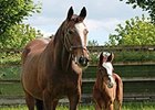 A foal by Galileo out of Mariah's Storm.