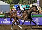 Zenyatta stays unbeaten with an impressive score in the Breeders' Cup Ladies Classic.<br><a target="blank" href="http://www.bloodhorse.com/horse-racing/photo-store?ref=http%3A%2F%2Fpictopia.com%2Fperl%2Fgal%3Fprovider_id%3D368%26ptp_photo_id%3D6447087%26ref%3Dstory">Order This Photo</a>