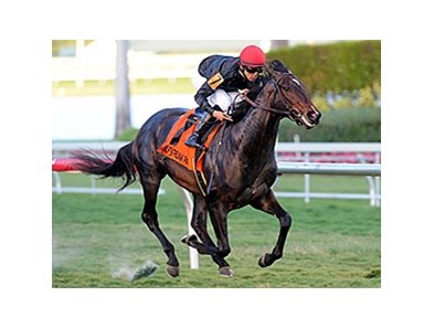 Mr Speaker
<br><a target="blank" href="http://photos.bloodhorse.com/AtTheRaces-1/at-the-races-2013/27257665_QgCqdh#!i=2982485966&k=ccJnnKg">Order This Photo</a>