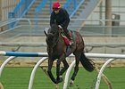 Brown Panther