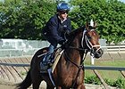Commissioner at Belmont Park.
<br><a target="blank" href="http://photos.bloodhorse.com/TripleCrown/2014-Triple-Crown/Belmont-Stakes-146/i-RzkhW8n">Order This Photo</a>