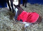 Havre de Grace, Plum Pretty Produce Foals Havre de Grace, Plum Pretty Produce Foals