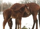 Foal by Encaustic -- Forty Licks, by Lycius.