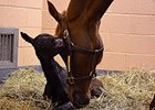 New Bolton Broadcasts Birth Via Foal Cam New Bolton Broadcasts Birth Via Foal Cam