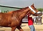 Breeders' Cup - Wise Dan Arrives at Santa Anita Breeders' Cup - Wise Dan Arrives at Santa Anita