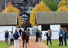 Arqana Opens With Record Sales, Median Rise Arqana Opens With Record Sales, Median Rise