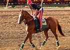 California Chrome made his first trip to the track at Pimlico Race Course the morning of May 13.
