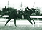 Prominent Sire Beau Genius Dies at 29 Prominent Sire Beau Genius Dies at 29
