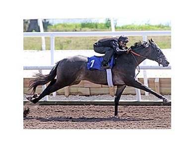 Hip No. 7, a Macho Uno filly, is one of 7 juveniles, who worked eighth of a mile in :9 4/5.