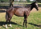 Conformation DVD Feature: Zenyatta Conformation DVD Feature: Zenyatta