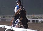 Singapore - Jason Warren and Bel Sprinter Singapore - Jason Warren and Bel Sprinter