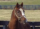 The Name's Jimmy at at Old Friends Thoroughbred Retirement Center in Georgetown, Ky.