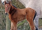 First Foal Reported for Atta Boy Roy First Foal Reported for Atta Boy Roy