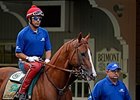 California Chrome<br><a target="blank" href="http://photos.bloodhorse.com/TripleCrown/2014-Triple-Crown/Belmont-Stakes-146/i-3PffLXd">Order This Photo</a>