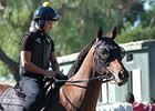 Rich Tapestry preps for the Santa Anita Sprint Championship.