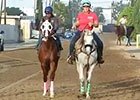 BC 2014: California Chrome Oct 25 Work BC 2014: California Chrome Oct 25 Work