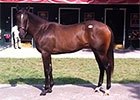 F-T Saratoga Sale: Hip 75 f. by War Front F-T Saratoga Sale: Hip 75 f. by War Front