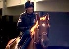 Following Animal Kingdom - First Gallop in England Following Animal Kingdom - First Gallop in England