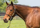 Serena's Song
<br><a target="blank" href="http://photos.bloodhorse.com/OntheFarm/On-the-farm/i-VdStvfG">Order This Photo</a>