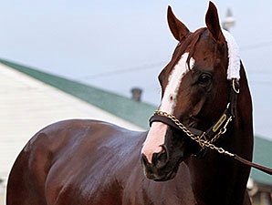 'Chrome Gallops at Rain-Soaked Churchill 'Chrome Gallops at Rain-Soaked Churchill