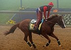 California Chrome on the morning of May 15.
<br><a target="blank" href="http://photos.bloodhorse.com/TripleCrown/2014-Triple-Crown/Preakness-Stakes-139/i-kPJ9CzD">Order This Photo</a>