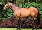 Rock of Gibraltar Gets 100th Stakes Winner Rock of Gibraltar Gets 100th Stakes Winner