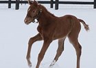 First foal by Santiva, a filly out of Bear All.