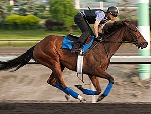 Woodbine Oaks: Paladin Bay Faces Biggest Test Woodbine Oaks: Paladin Bay Faces Biggest Test