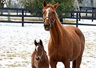 Mining My Own, dam of Mine That Bird and Dullahan, and her foal by Bodemeister.