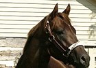 Smarty Jones