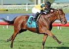 Racing Voices: Across The World With Twilight Racing Voices: Across The World With Twilight