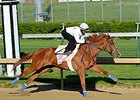 Rosalind <br><a target="blank"http://photos.bloodhorse.com/TripleCrown/2014-Triple-Crown/Kentucky-Derby-Workouts/i-C4WWrjB">Order This Photo</a>