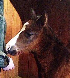 First Two Foals by Sire Caleb's Posse Arrive First Two Foals by Sire Caleb's Posse Arrive