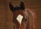 Simmard-Embracing Hearts Foal