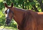 Princess of Sylmar <br><a target="blank" href="http://photos.bloodhorse.com/AtTheRaces-1/At-the-Races-2014/i-Z6m3bVv">Order This Photo</a>