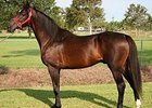 Kandaly, 1994 Louisiana Derby Winner, Dies Kandaly, 1994 Louisiana Derby Winner, Dies