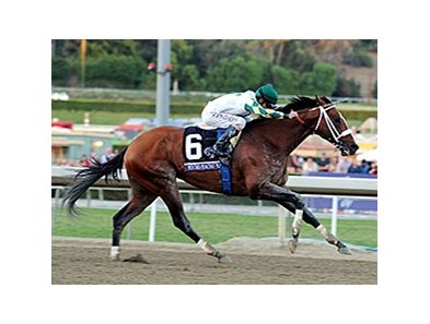 Mucho Macho Man <br><a target="blank" href="http://photos.bloodhorse.com/BreedersCup/2013-Breeders-Cup/Classic/33150031_7ZnLk4#!i=2883094903&k=6hpxVVd">Order This Photo</a>