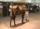 Cape Thoroughbred Sale - Pippa Mickleburgh Cape Thoroughbred Sale - Pippa Mickleburgh