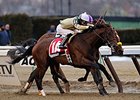 Samraat
<br><a target="blank" href="http://photos.bloodhorse.com/AtTheRaces-1/At-the-Races-2014/35724761_2vdnSX#!i=3100301076&k=h9NpsDP">Order This Photo</a>