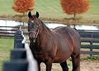 Patton at Old Friends Thoroughbred Retirement farm.