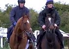 Animal Kingdom - Straight Forward Training Animal Kingdom - Straight Forward Training